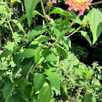 Lantana camara L.